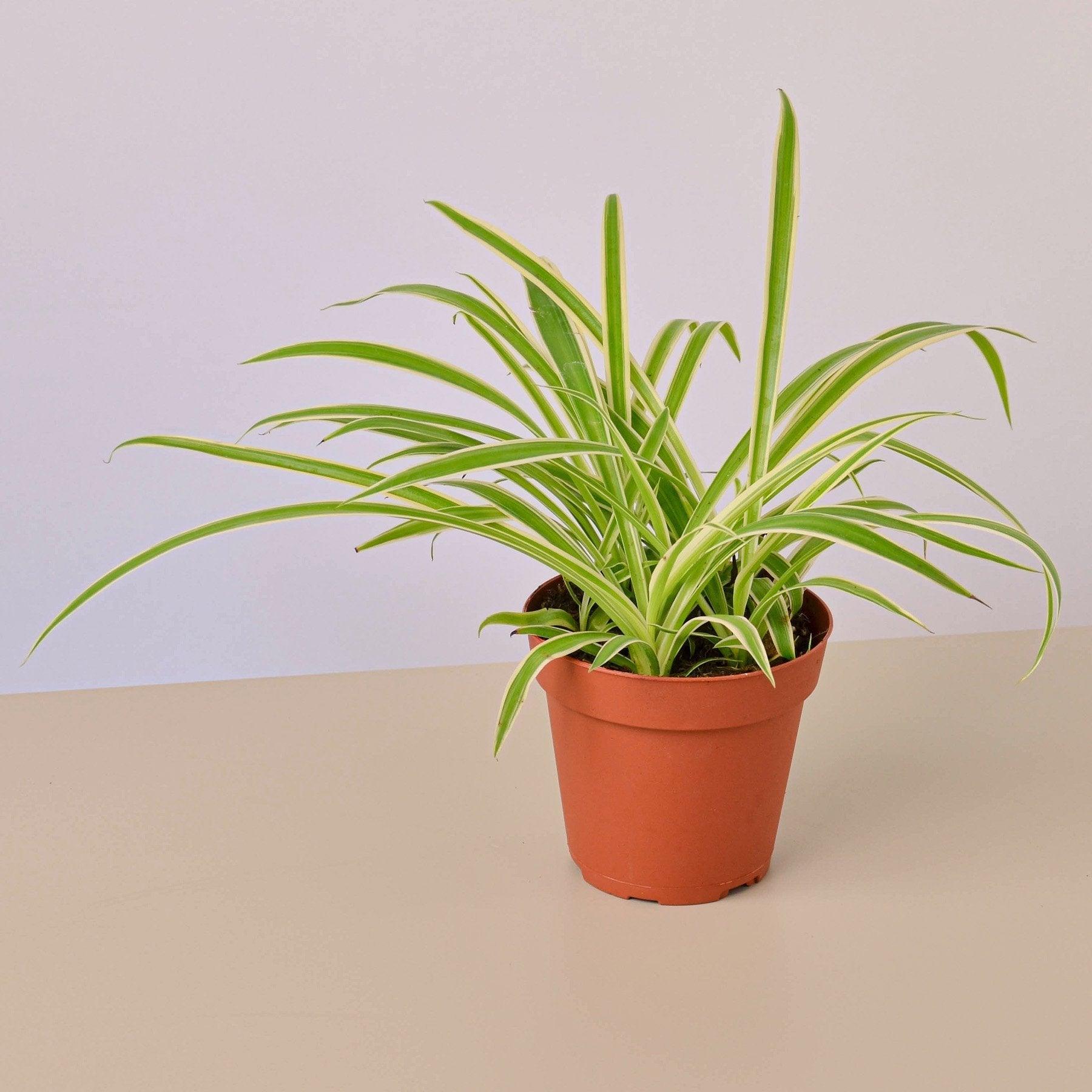 Spider Plant Reverse - 4
